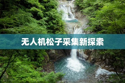 无人机松子采集新探索