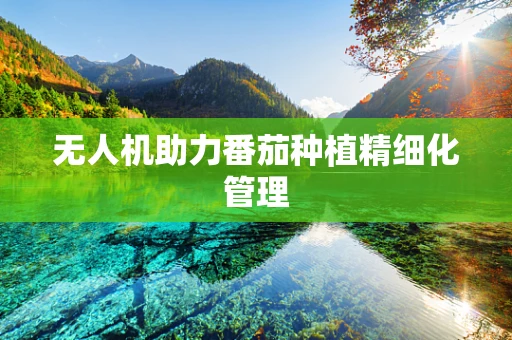 无人机助力番茄种植精细化管理