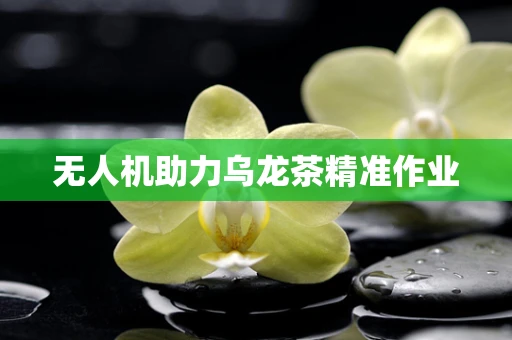 无人机助力乌龙茶精准作业