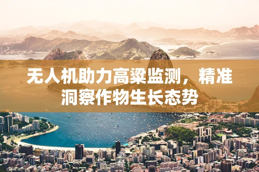 无人机助力高粱监测，精准洞察作物生长态势